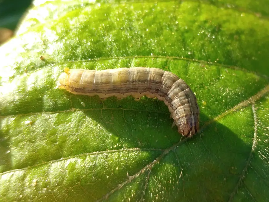 Adult specimen of fall armyworm Spodoptera frugiperda for exact species identification