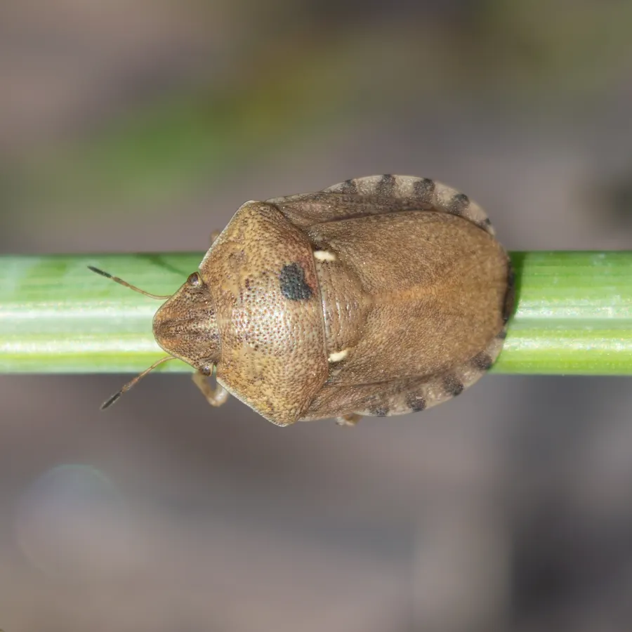 Adult Eurygaster maura wheat bug for exact species identification