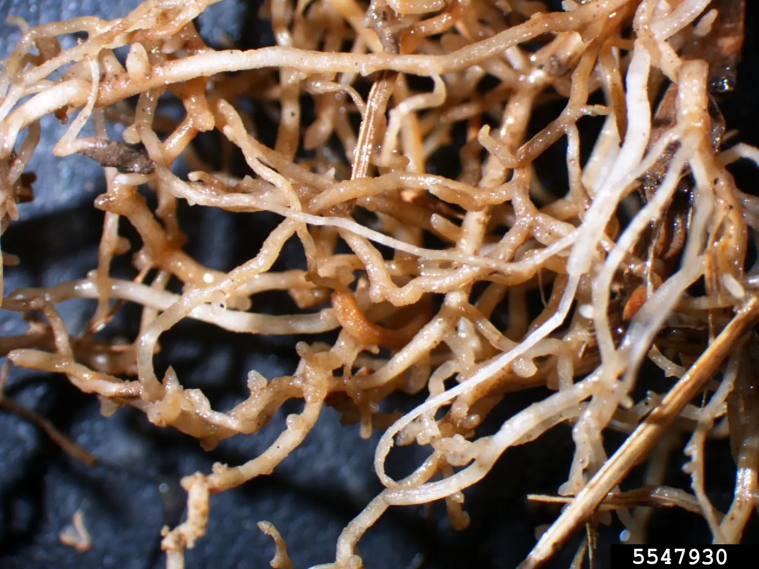 Root cysts of Heterodera avenae on wheat roots for exact species identification