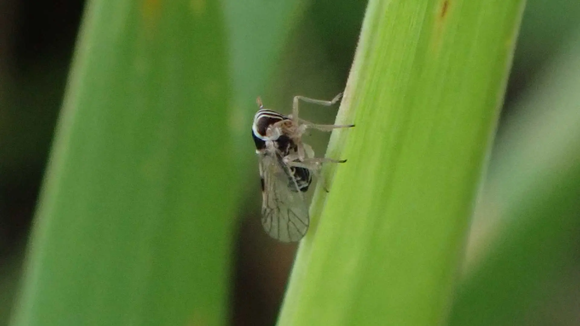 Adult Laodelphax striatella hopper for exact species identification in the wheat hopper complex