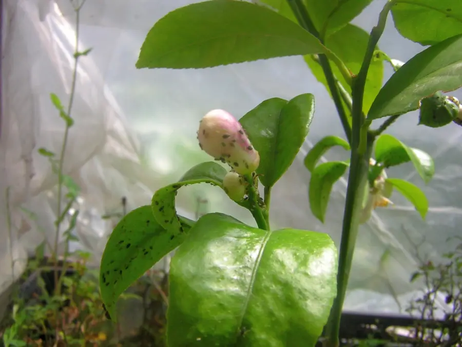 Adult and nymphal specimen colony of cotton aphid Aphis gossypii for exact species identification