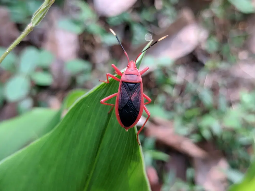 Adult specimen of red cotton bug Dysdercus cingulatus for exact species identification