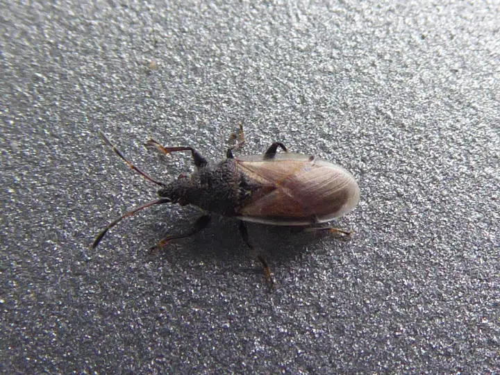 Adult specimen of dusky cotton bug Oxycarenus hyalinipennis for exact species identification