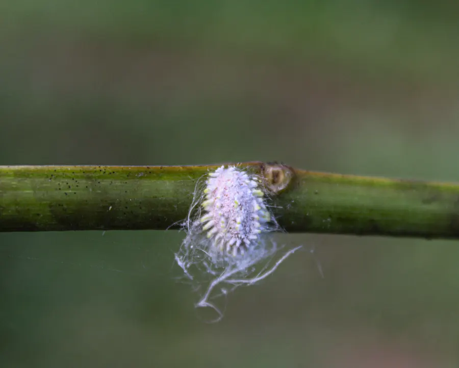 Adult specimen colony of Paracoccus marginatus, one of the two named cotton mealybugs, for exact species identification