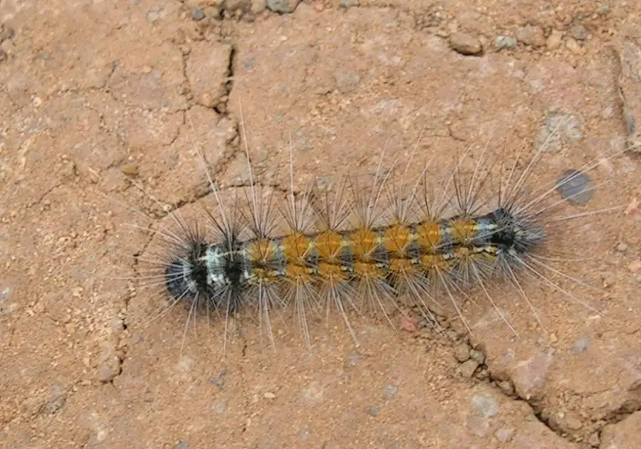 Hairy caterpillar specimen used for exact identification of red hairy caterpillar Amsacta albistriga