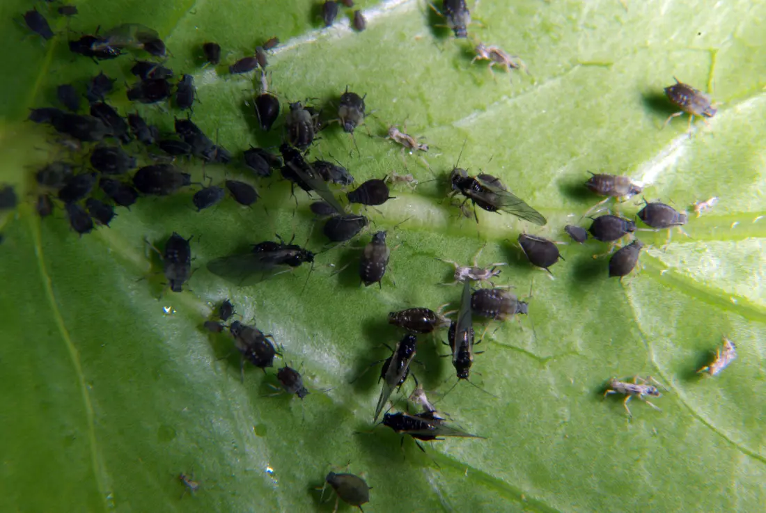 Adult and nymphal specimen cluster of groundnut aphid Aphis craccivora for exact species identification