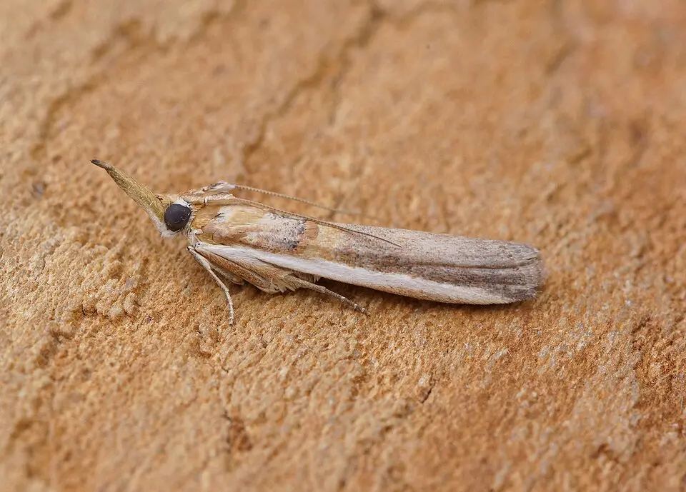 Adult Etiella zinckenella spiny pod borer for exact species identification