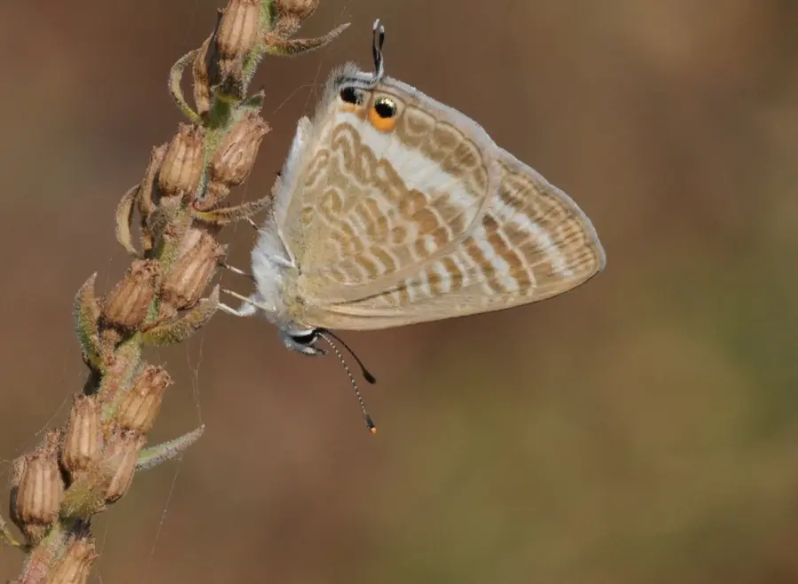 Adult specimen of blue butterfly Lampides boeticus for exact species identification
