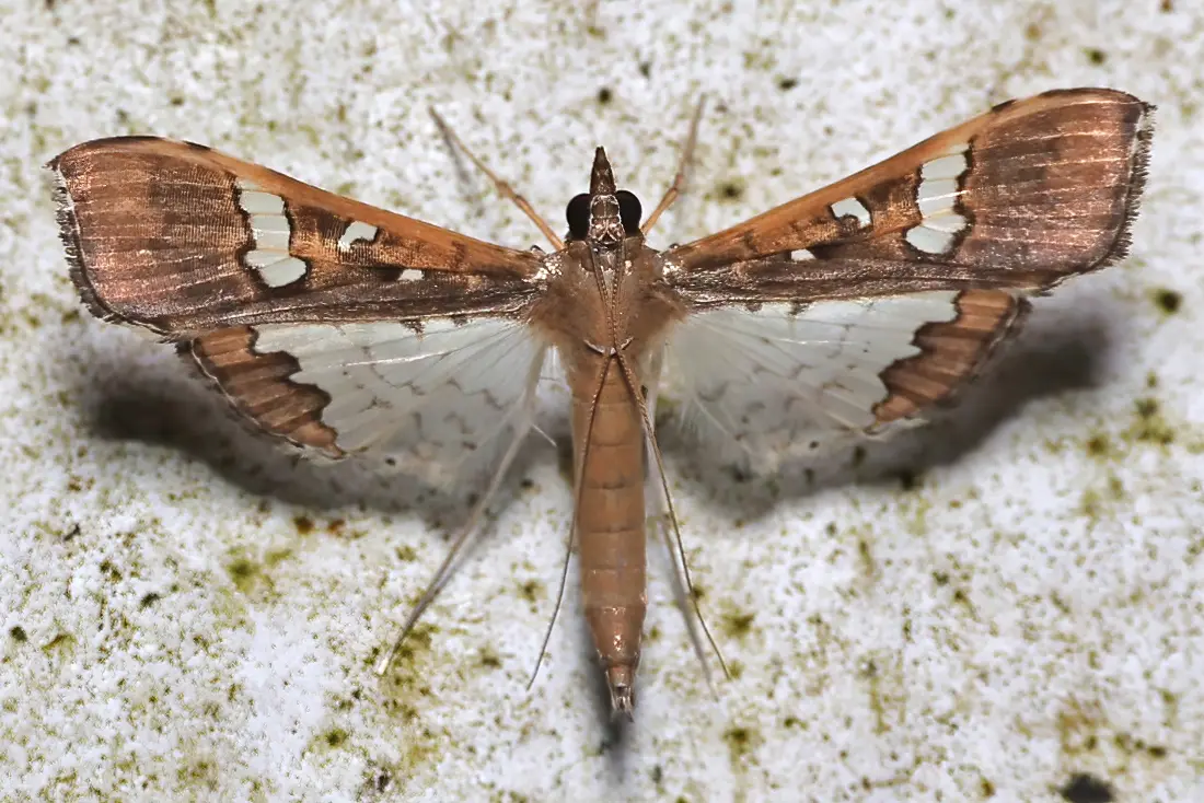 Adult specimen of spotted pod borer Maruca vitrata, the currently accepted name for Maruca testulalis