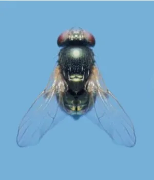 Adult Melanagromyza obtusa pod fly for exact species identification