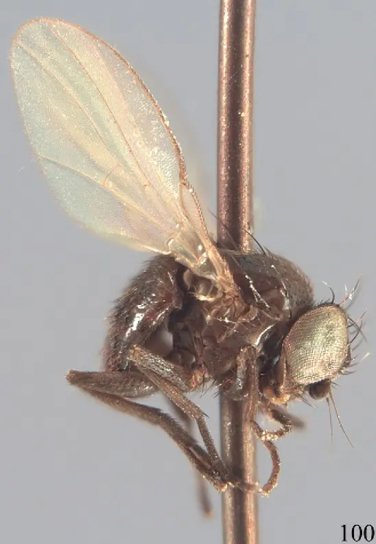 Adult male Ophiomyia phaseoli pulse stem fly for exact species identification