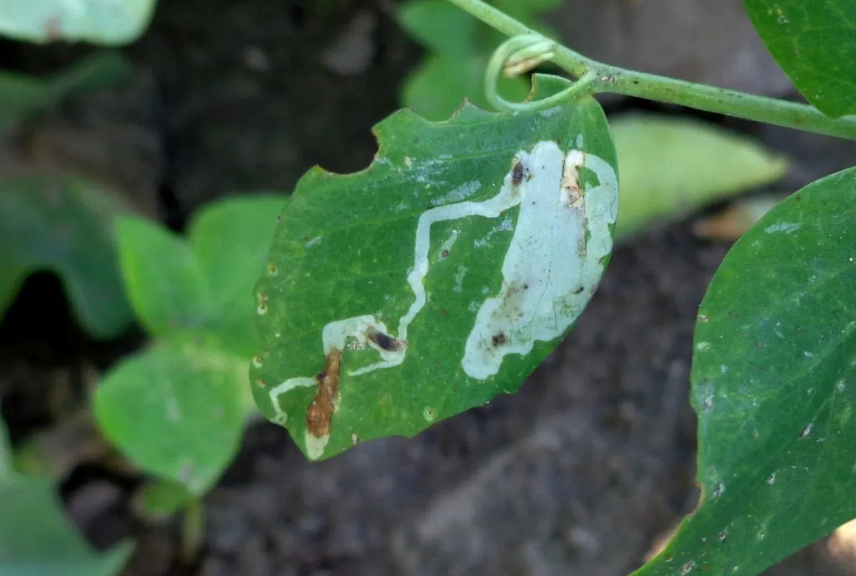 Real field photo of Chromatomyia horticola leaf mines on a host leaf