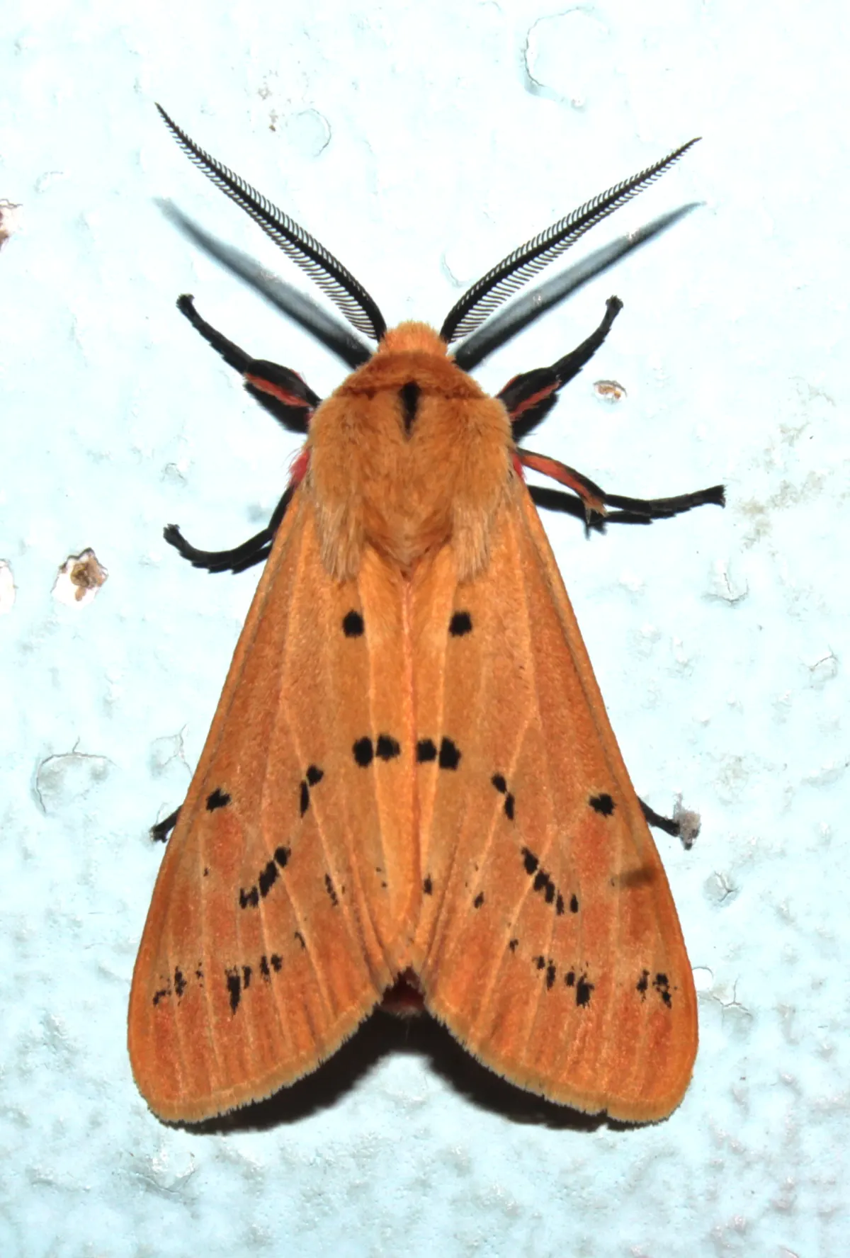 Exact adult moth specimen of Bihar hairy caterpillar Spilosoma obliqua