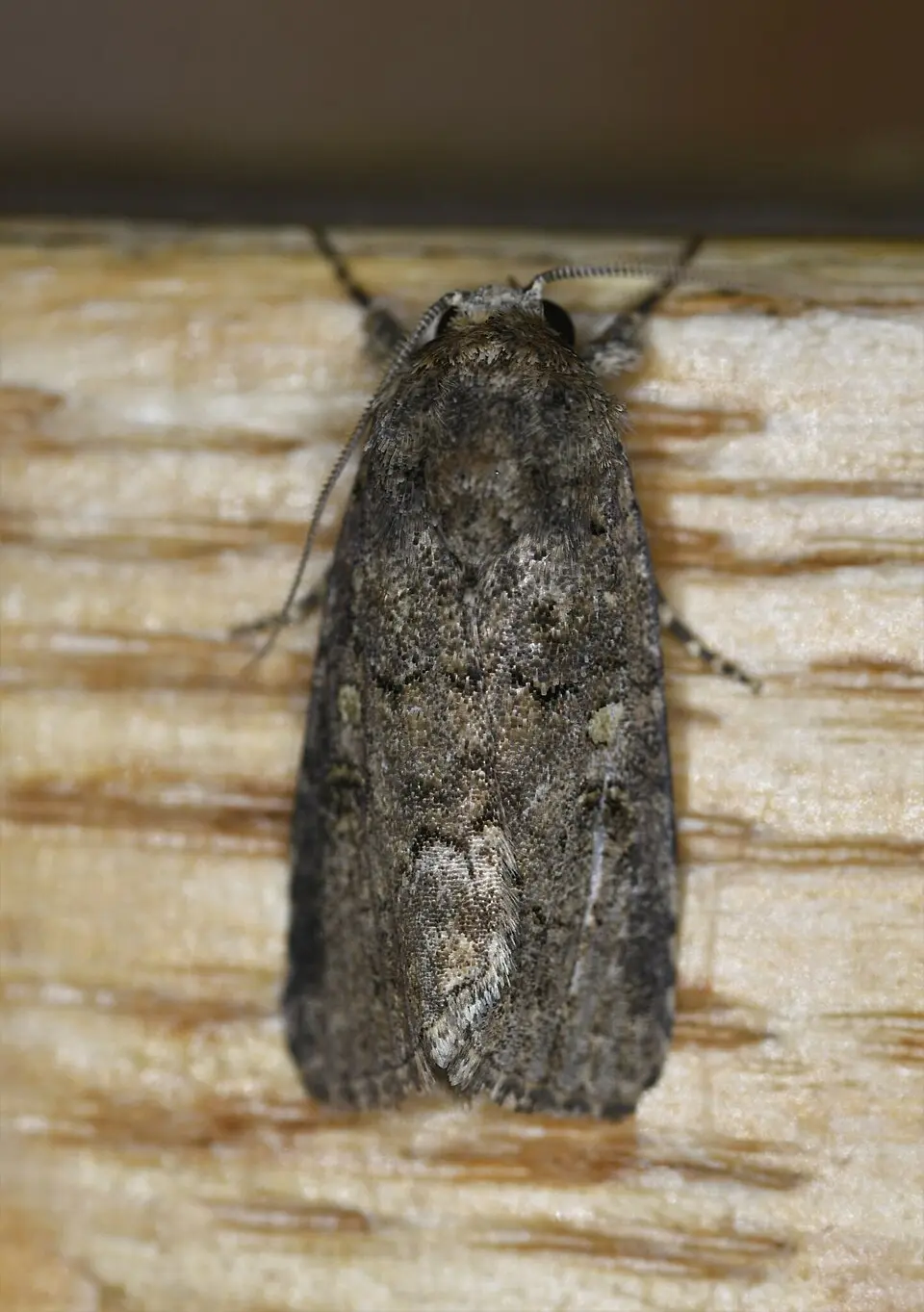 Adult Spodoptera exigua moth for exact species identification in finger millet cutworm
