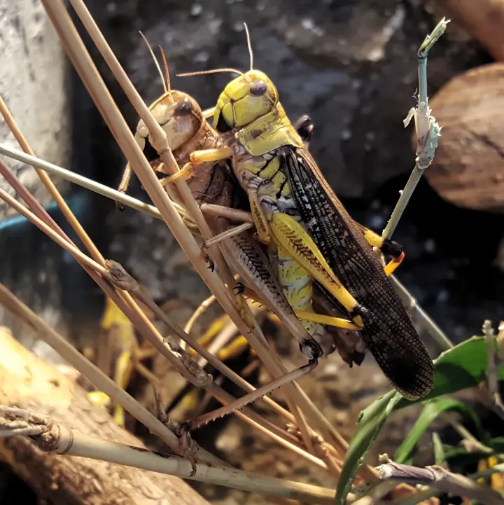 Adult Locusta migratoria migratory locust for exact species identification