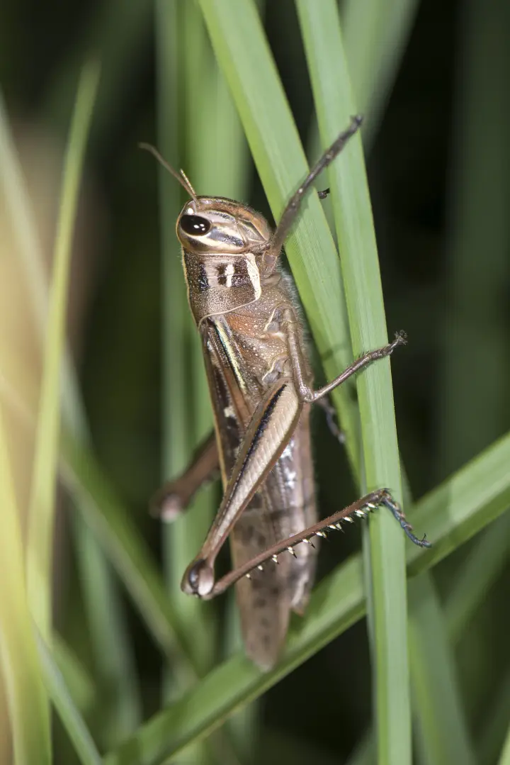 Adult Patanga succincta Bombay locust for exact species identification