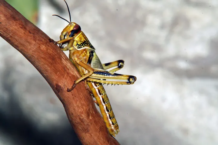 Adult Schistocerca gregaria desert locust for exact species identification