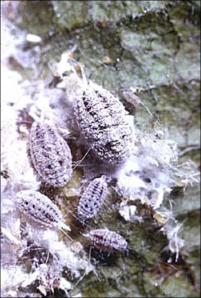 Adult specimen of Ferrisia virgata, one of the two named guava mealybugs, for exact species identification