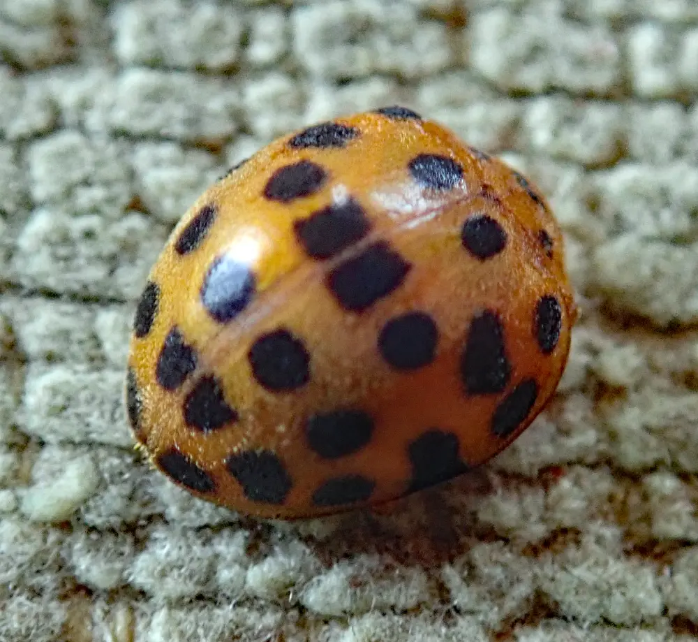 Adult specimen of hadda beetle Henosepilachna vigintioctopunctata for exact species identification