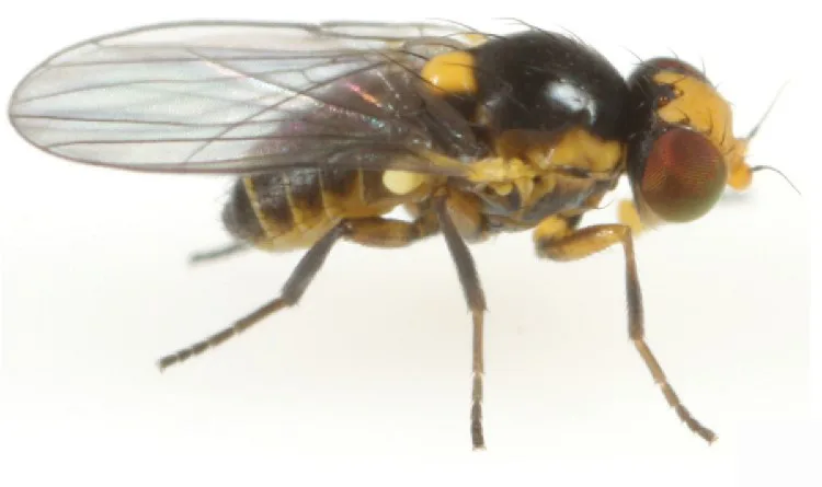 Adult male specimen of serpentine leaf miner Liriomyza trifolii for exact species identification