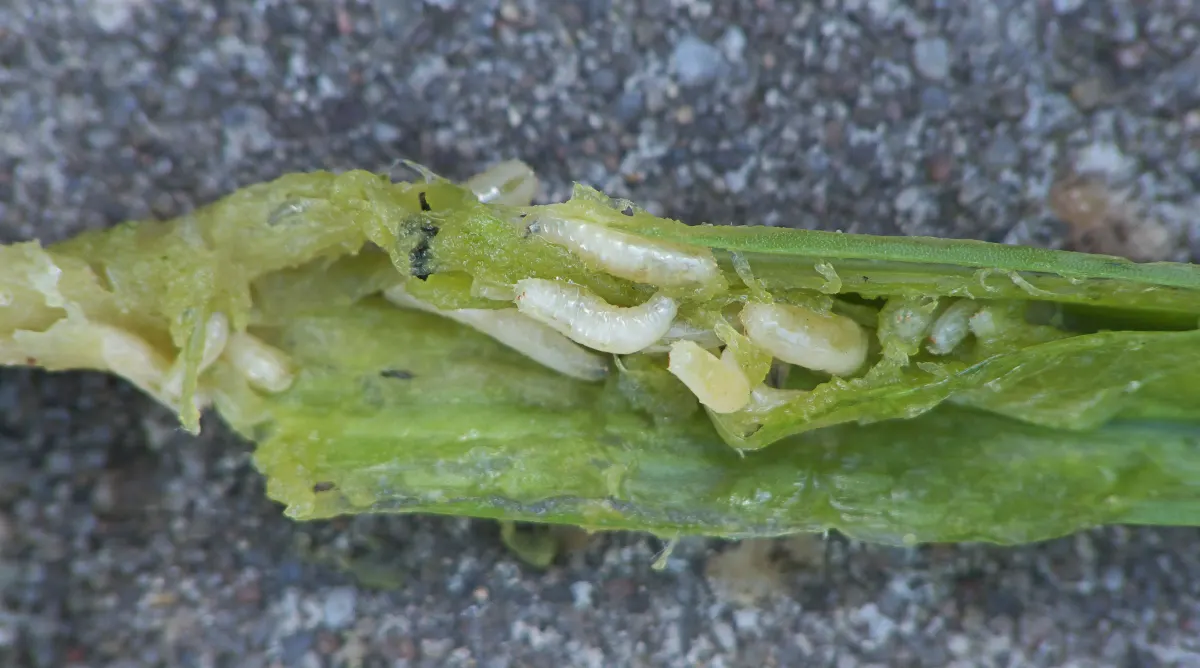 Real damaging-stage image of onion fly Delia antiqua maggots feeding inside Allium tissue