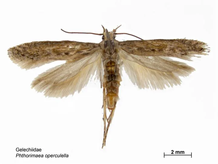 Adult potato tuber moth specimen for exact identification of Phthorimaea operculella