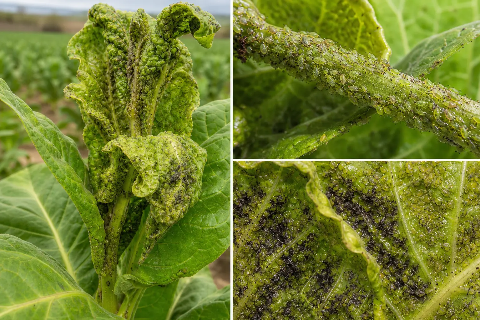 Tobacco aphid damage showing dense aphid colonies on tender tobacco leaves and stems with leaf curling, honeydew, and early sooty mould