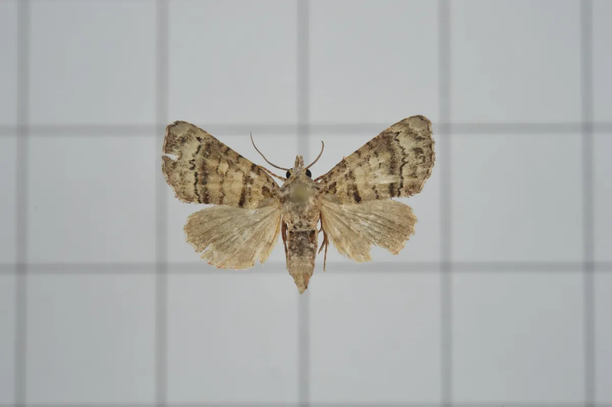 Exact adult specimen of mango shoot borer Chlumetia transversa on a measurement grid