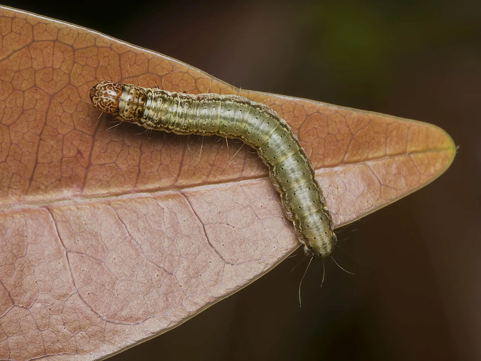 Exact larval specimen of mango leaf webber Orthaga exvinacea on a leaf