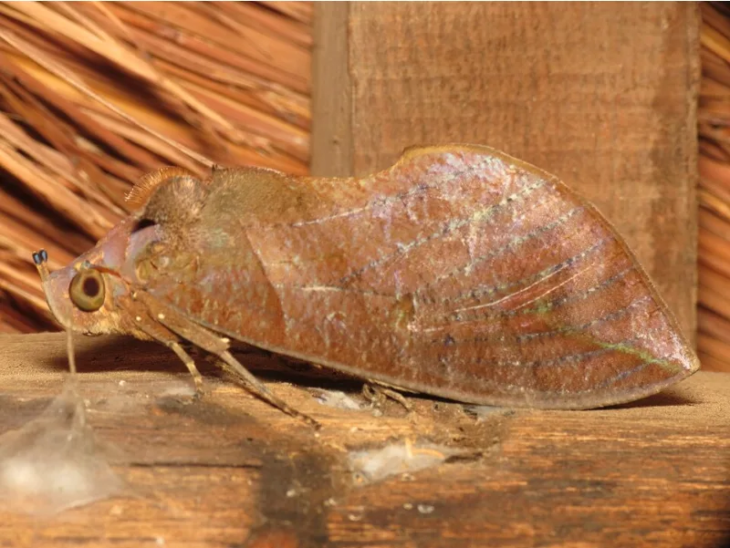 Adult Othreis fullonica fruit sucking moth for exact species identification