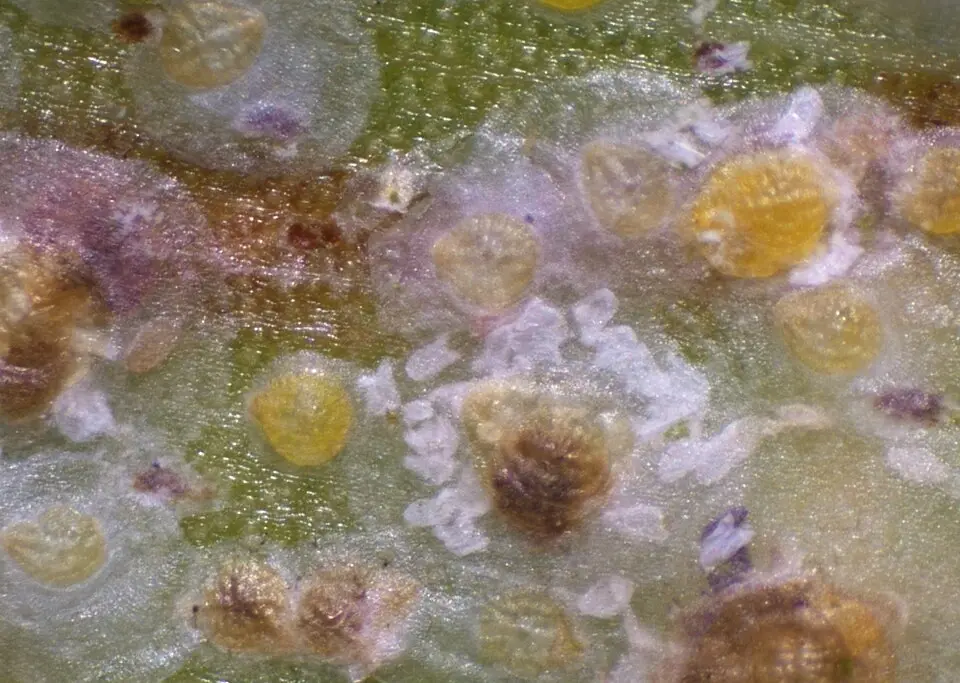 Close-up specimen image of Aspidiotus destructor transparent scale for exact species identification
