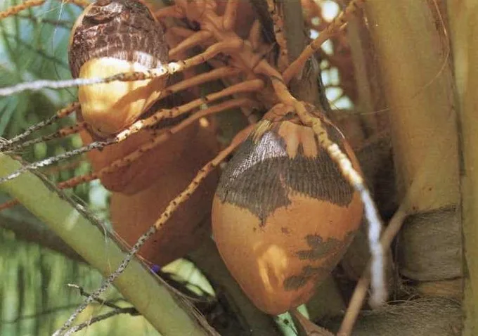 Real coconuts injured by Aceria guerreronis eriophyid mite showing surface scarring near the perianth
