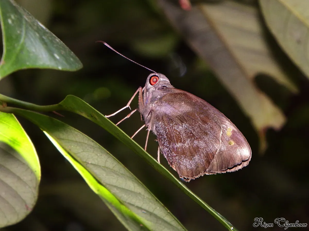 Exact adult specimen of coconut skipper Gangara thyrsis resting on a leaf