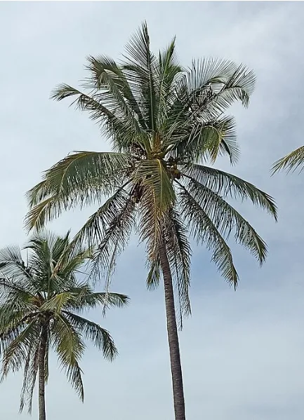 Real coconut fronds drying due to Opisina arenosella black headed caterpillar infestation