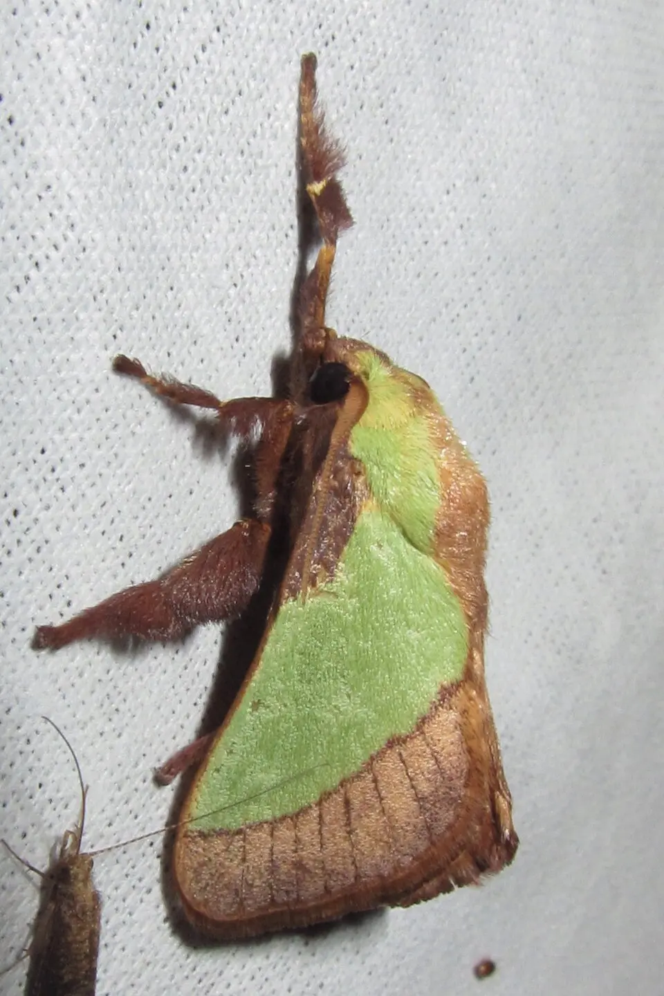 Adult Parasa lepida moth for exact species identification in the coconut slug caterpillar section