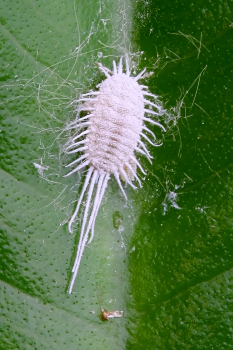 Exact adult specimen of long tailed mealy bug Pseudococcus longispinus on a green leaf