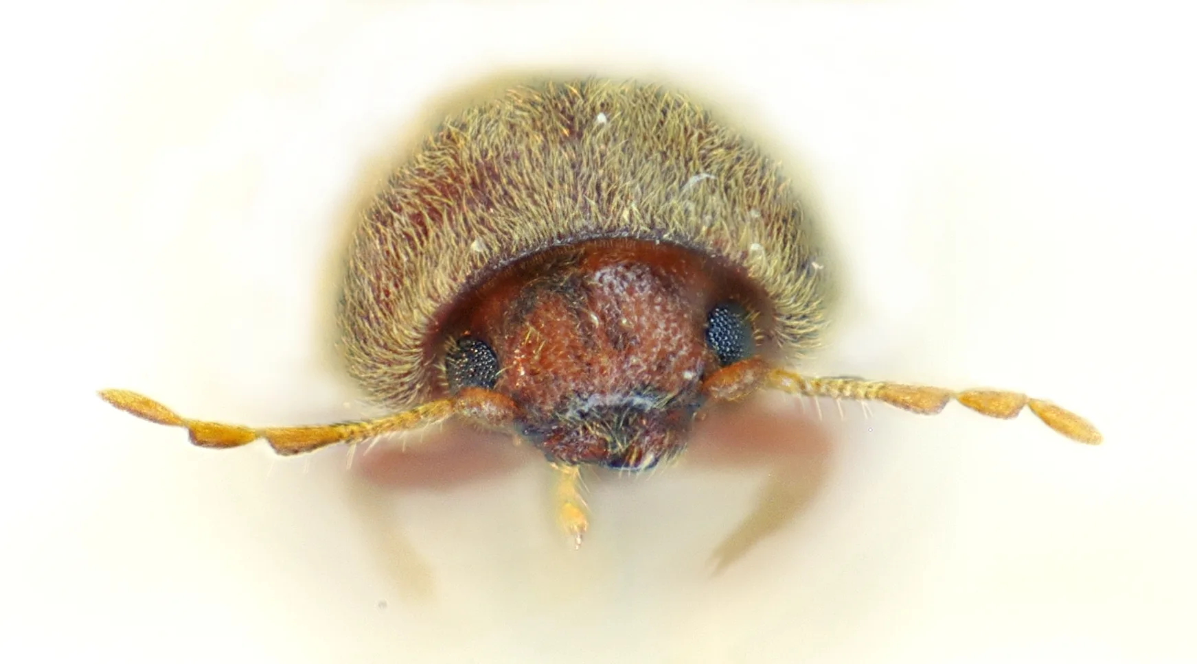 Exact adult specimen of drug store beetle Stegobium paniceum showing the clubbed antennae