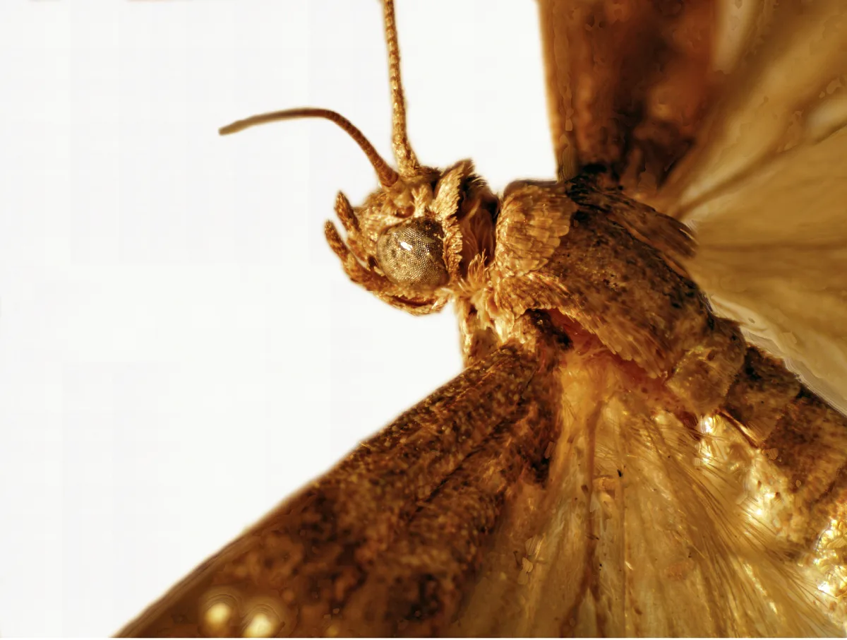 Exact adult specimen of fig moth or almond moth Ephestia cautella