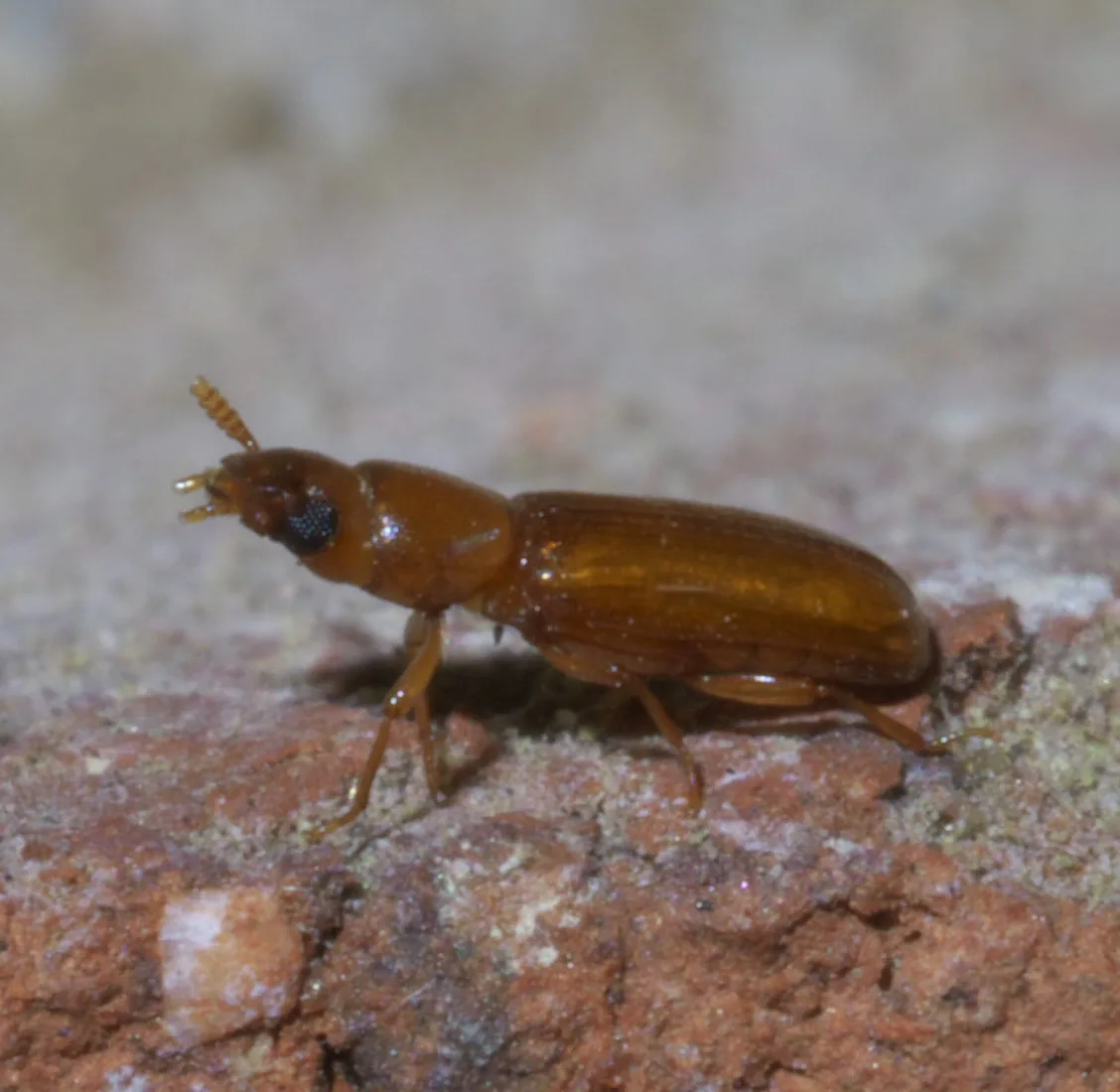 Exact adult specimen of long headed flour beetle Latheticus oryzae