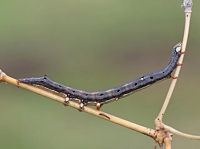 Adult Achaea janata castor semilooper moth for exact species identification