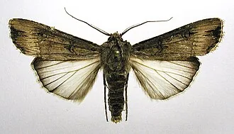 Adult specimen of Agrotis ipsilon used as a representative cutworm image for the wheat cutworm complex