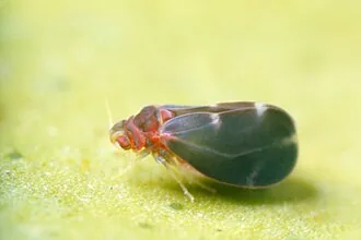 Aleurocanthus woglumi citrus blackfly specimen for exact species identification