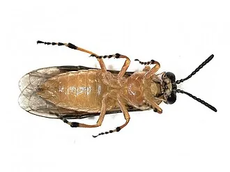 Exact adult specimen of mustard sawfly Athalia lugens on a plain background