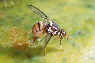Adult Bactrocera dorsalis fruit fly for exact species identification