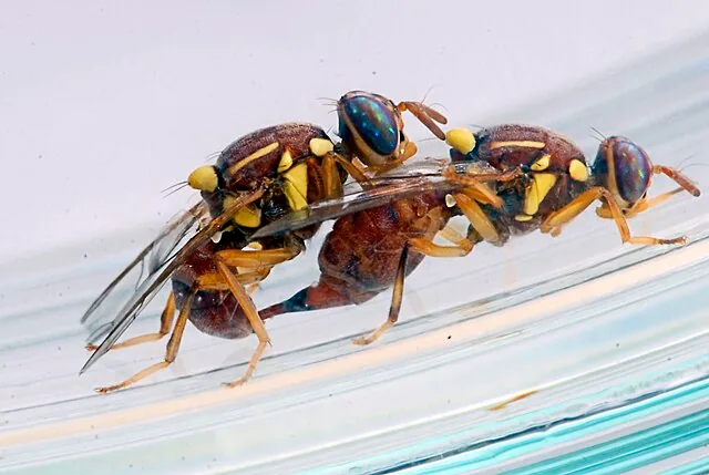 Adult Bactrocera zonata fruit fly for exact species identification
