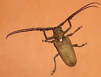 Batocera rufomaculata (mango stem borer)