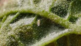 Exact adult specimen of whitefly Bemisia tabaci on a leaf