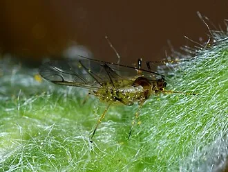 Exact specimen colony of cabbage aphid Brevicoryne brassicae on a kale leaf