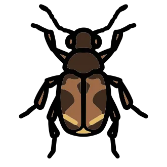 Adult Callosobruchus maculatus pulse beetle for exact species identification
