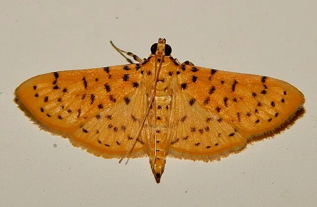 Adult Conogethes punctiferalis moth for exact species identification